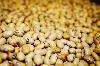 Hutterite Soup Beans -- Certified Organic Heirloom -- 10 lbs.